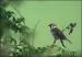 Vrabec polní (Passer montanus) III