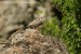 Orebice horská (Alectoris graeca)