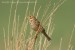 Strnad luční (Miliaria calandra)