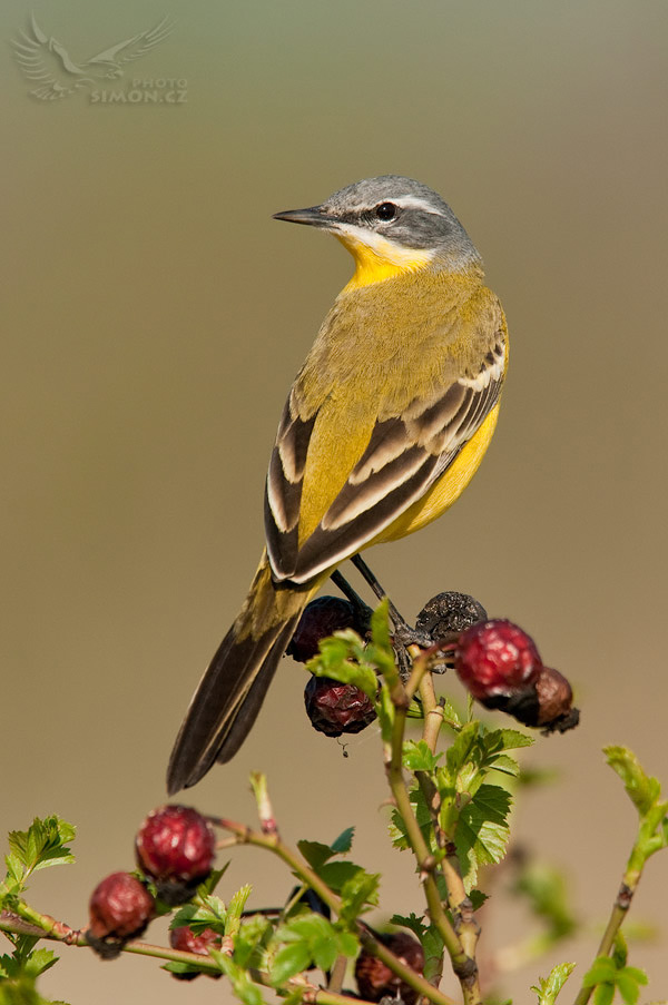 Konipas luční (Motacilla flava) II