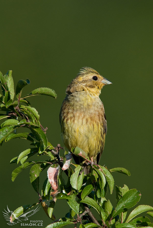 Strnad obecný (Emberiza citrinella)