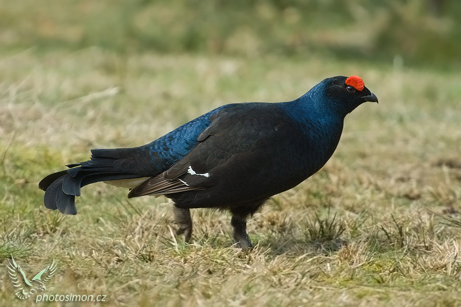 Tetřívek obecný (Tetrao tetrix)