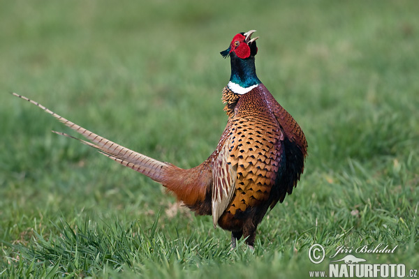 Bažant obecný (Phasianus colchicus)