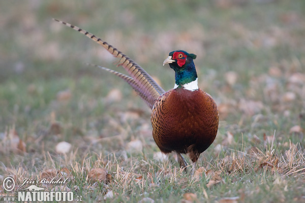 Bažant obecný (Phasianus colchicus) V
