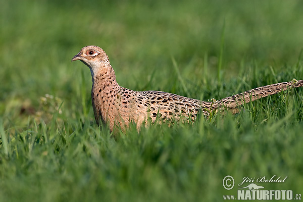 Bažant obecný (Phasianus colchicus) VI