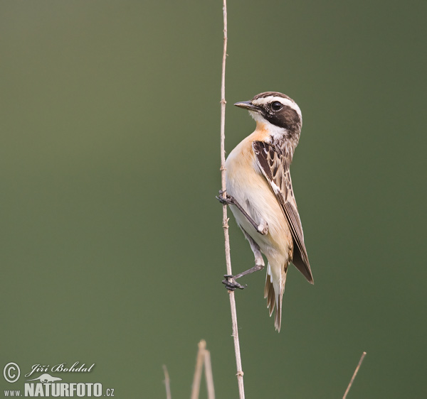 Bramborníček hnědý (Saxicola rubetra)