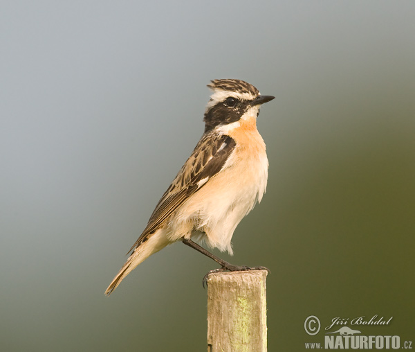 Bramborníček hnědý (Saxicola rubetra) III