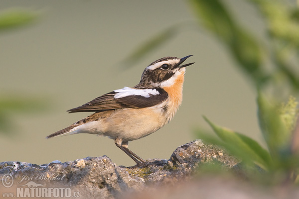 Bramborníček hnědý (Saxicola rubetra) IV