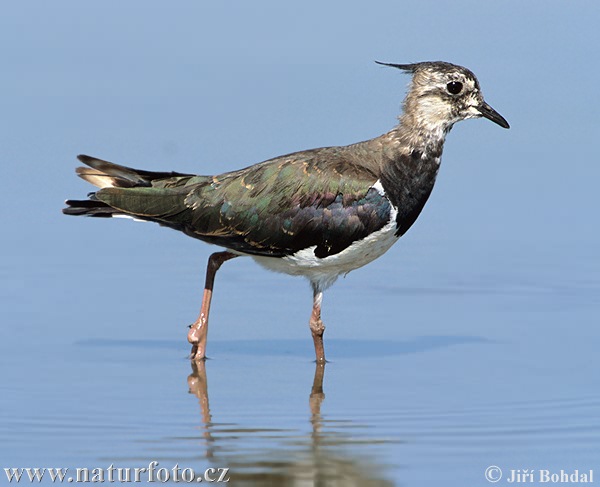 Čejka chocholatá (Vanellus vanellus)