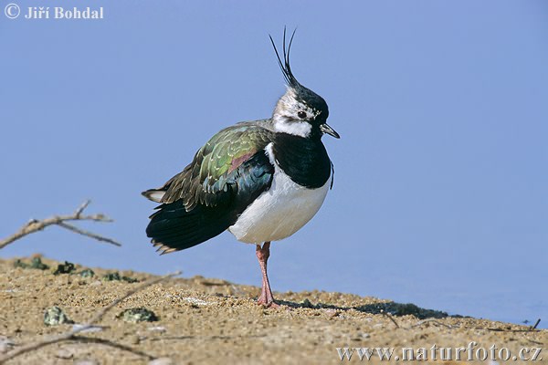 Čejka chocholatá (Vanellus vanellus) II