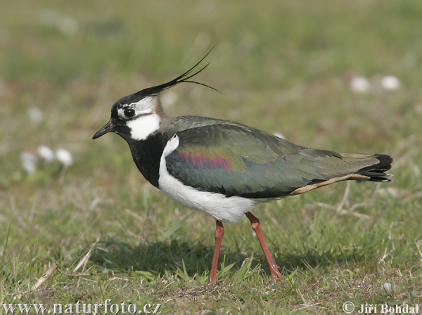 Čejka chocholatá (Vanellus vanellus) X