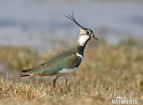 Čejka chocholatá (Vanellus vanellus) XII