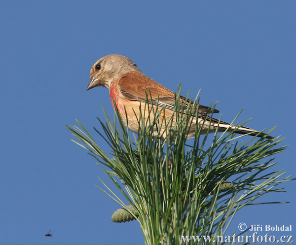 Konopka obecná (Carduelis cannabina)