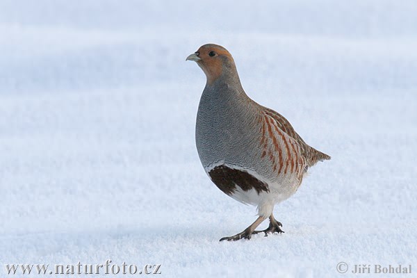 Koroptev polní (Perdix perdix) II