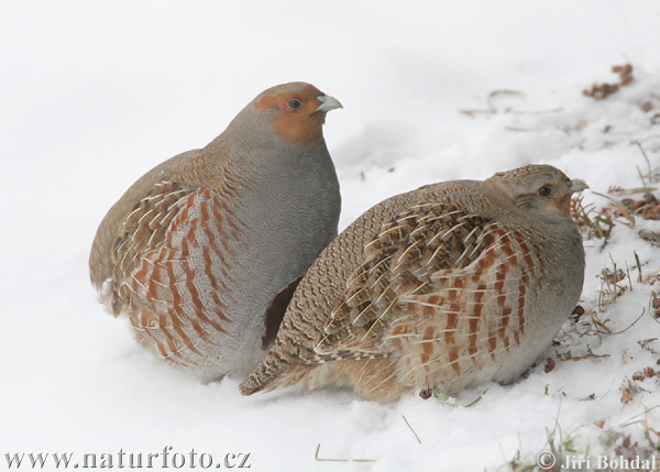 Koroptev polní (Perdix perdix) III