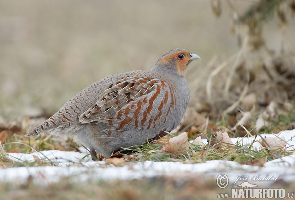 Koroptev polní (Perdix perdix) IV