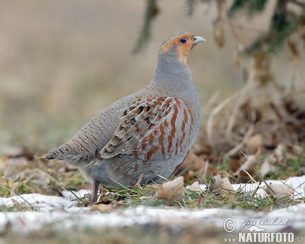 Koroptev polní (Perdix perdix) V