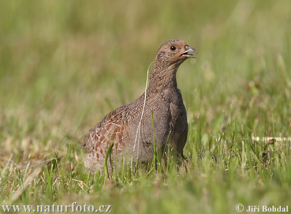 Koroptev polní (Perdix perdix) VII