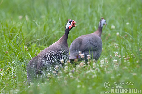 Perlička kropenatá (Numida meleagris) II