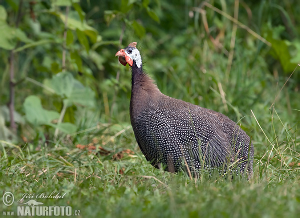 Perlička kropenatá (Numida meleagris) III