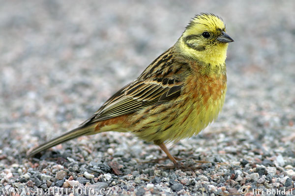 Strnad obecný (Emberiza citrinella)