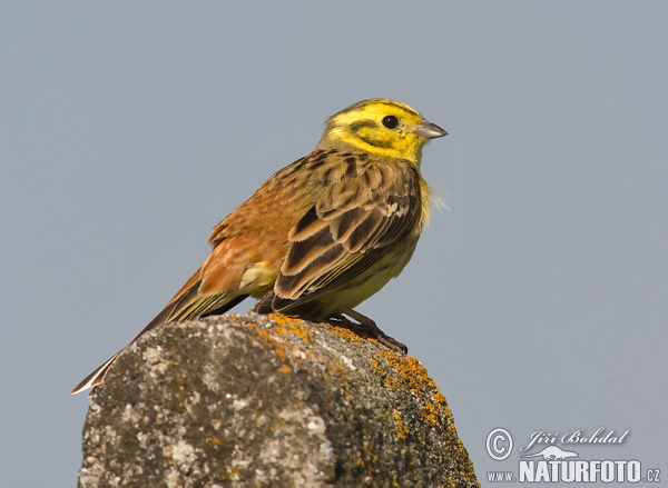 Strnad obecný (Emberiza citrinella) II