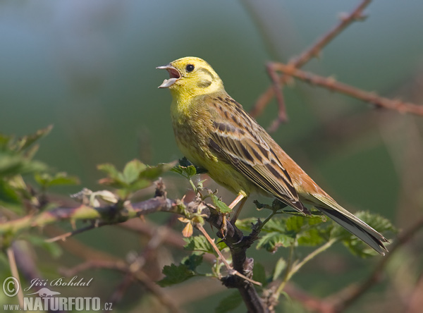 Strnad obecný (Emberiza citrinella) III