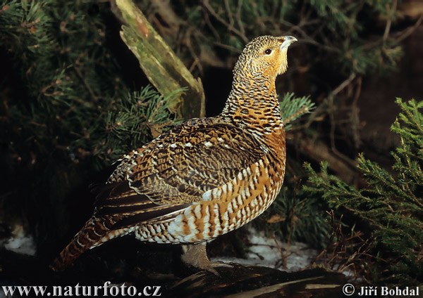 Tetřev hlušec (Tetrao urogallus)