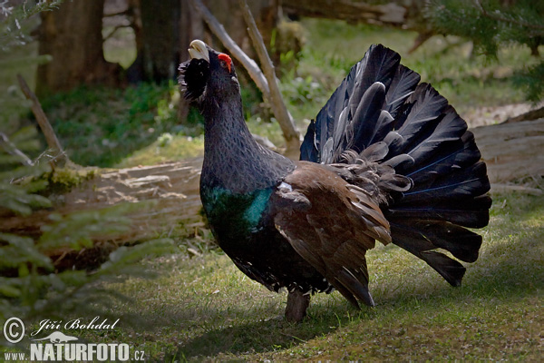 Tetřev hlušec (Tetrao urogallus) II