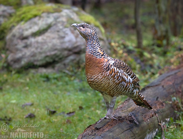 Tetřev hlušec (Tetrao urogallus) III