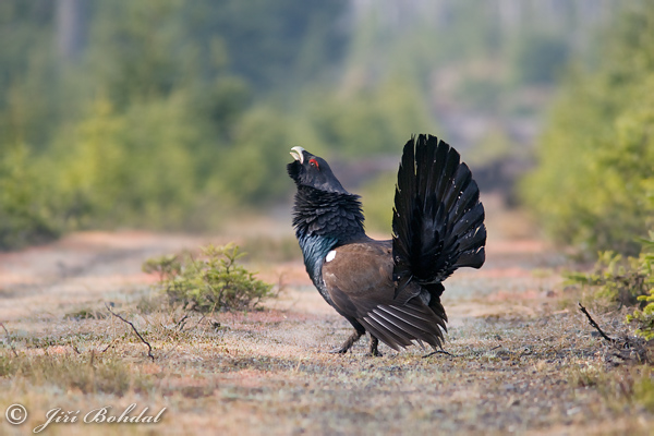 Tetřev hlušec (Tetrao urogallus) IV