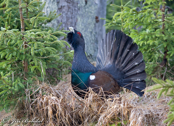 Tetřev hlušec (Tetrao urogallus) V