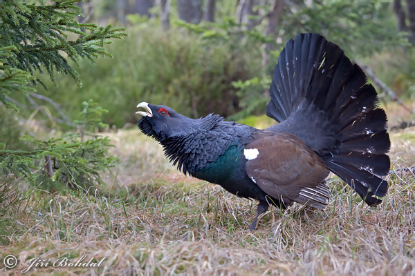 Tetřev hlušec (Tetrao urogallus) VI