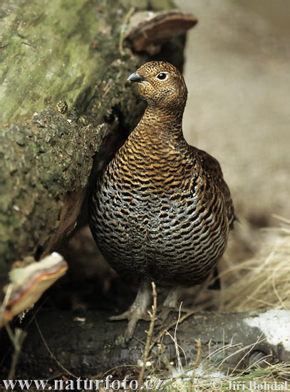 Tetřev hlušec (Tetrao urogallus) VIII