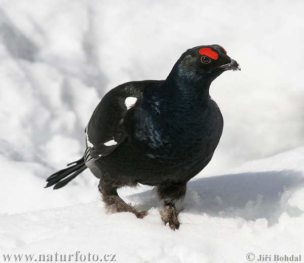 Tetřívek obecný (Tetrao tetrix)