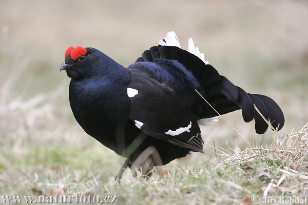 Tetřívek obecný (Tetrao tetrix) III