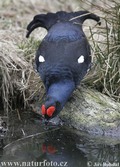 Tetřívek obecný (Tetrao tetrix) VI