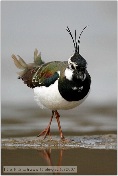 Čejka chocholatá (Vanellus vanellus) III