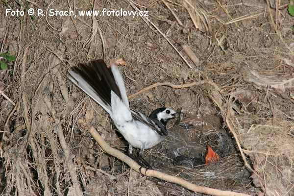 Konipas bílý (Motacilla alba)