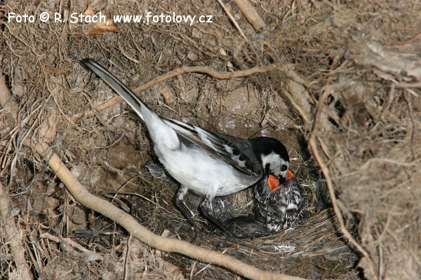 Konipas bílý (Motacilla alba) III