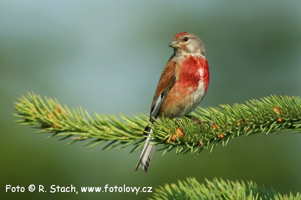 Konopka obecná (Carduelis cannabina)