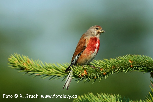 Konopka obecná (Carduelis cannabina) II