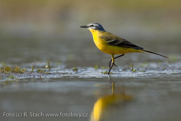 Konipas luční (Motacilla flava)