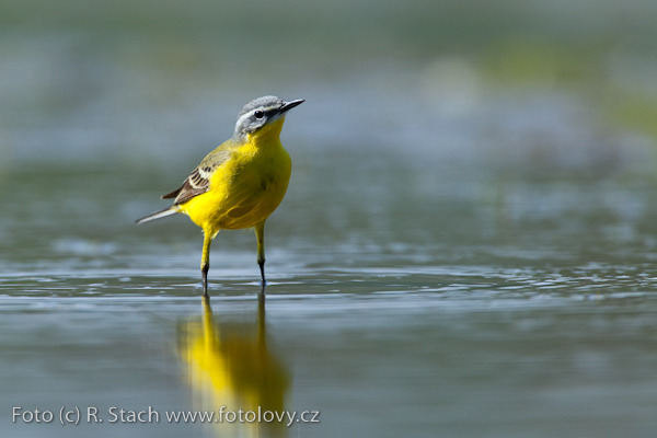 Konipas luční (Motacilla flava) II