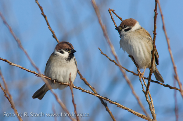 Vrabec polní (Passer montanus) II