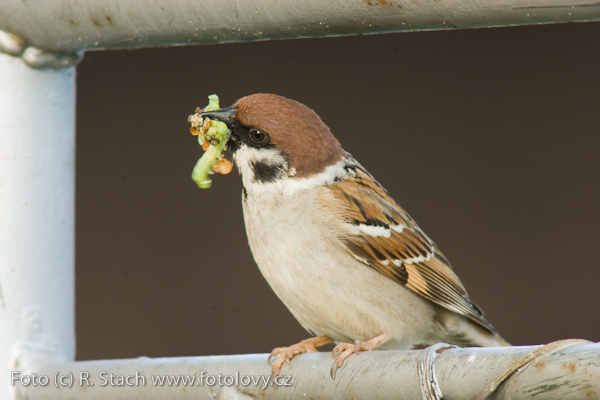 Vrabec polní (Passer montanus) III