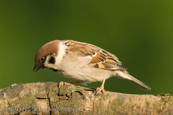 Vrabec polní (Passer montanus) V