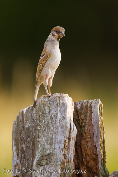 Vrabec polní (Passer montanus) VI