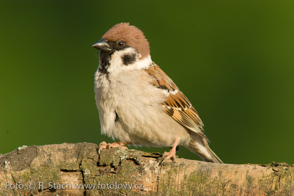 Vrabec polní (Passer montanus) VII