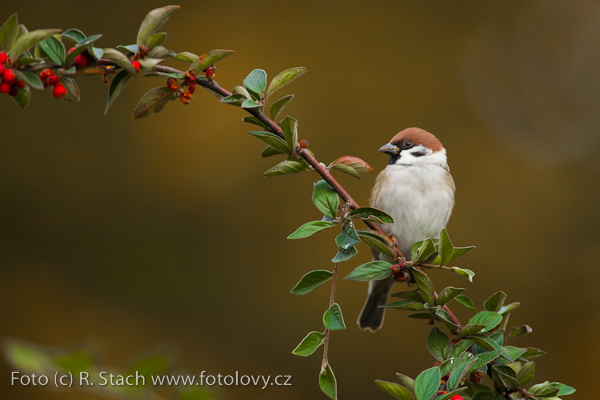 Vrabec polní (Passer montanus) IX